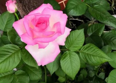 月季花不长花苞是怎么回事 月季徒长不长花苞什么原因