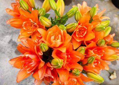 百合花生长习性 百合花的养殖方法和注意事项有哪些