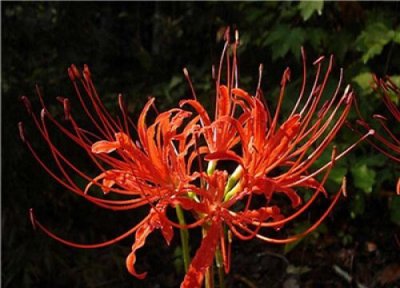 代表孤独渴望被爱的花 什么花代表悲伤孤独的花语