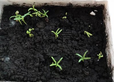 圆白菜种植时间 圆白菜种植时间和方法