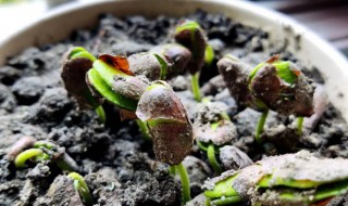 木耳菜种子发芽泡几天水 木耳菜种子发芽泡多久水