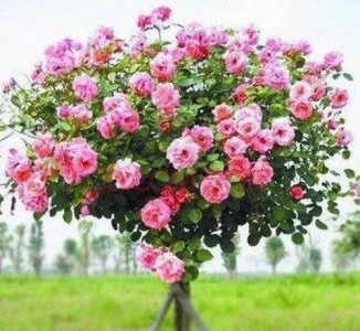 月季用什么树嫁接最好活 适合月季嫁接的两种砧木