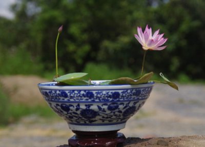 家里千万不能养的6种花 家中最忌讳十种花说法靠谱吗