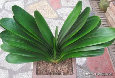 怎么样才能把君子兰养的漂亮 君子兰怎么养才能长得快