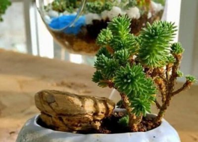 球松什么时候修剪 球松怎么修剪方法