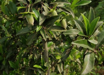 金弹子栽种步骤 金弹子怎么种植方法