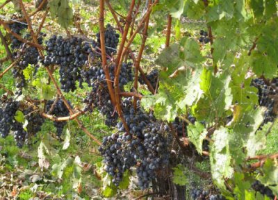 葡萄园怎么施肥最省力 葡萄园不同阶段施肥的正确方法