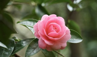 冬天室内怎样养茶花好 冬天室内如何养茶花好