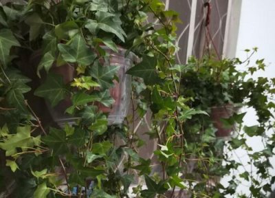 家里养常春藤吉利吗 常春藤家里养有讲究吗