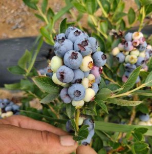 蓝莓好种植吗 很多网友买蓝莓树在家能养活但不结果