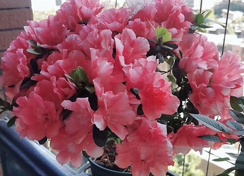 西洋杜鹃花期是什么时候