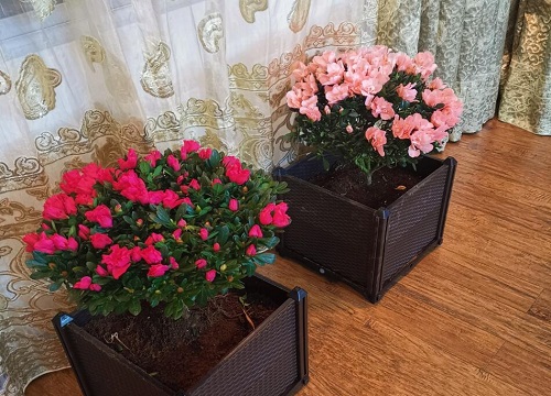 西洋杜鹃花期是什么时候