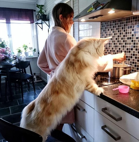 为什么千万别养缅因猫