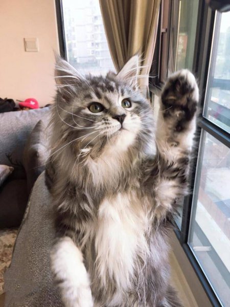 为什么千万别养缅因猫