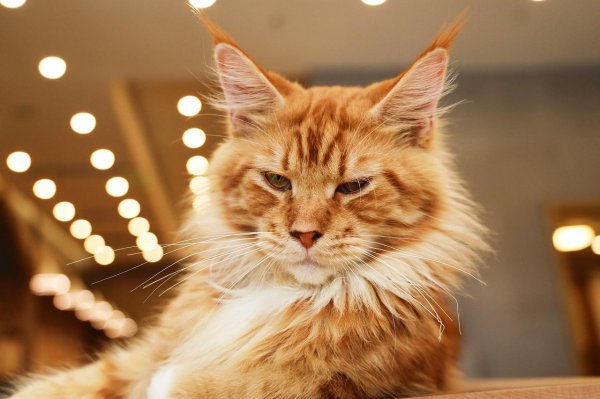 为什么千万别养缅因猫