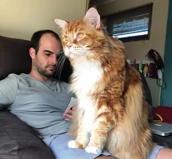 为什么千万别养缅因猫