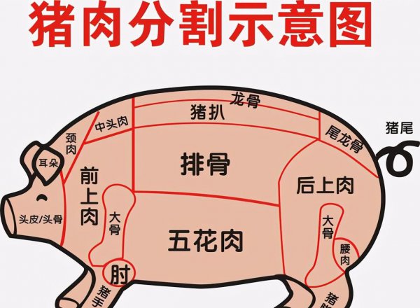 下五花肉是什么部位