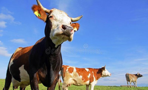养十头牛一年的利润多少