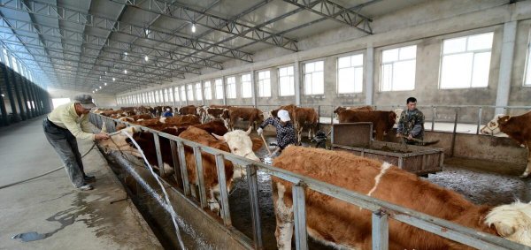 养十头牛一年的利润多少