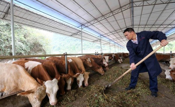 养十头牛一年的利润多少