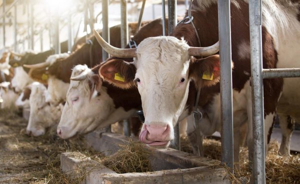 养十头牛一年的利润多少