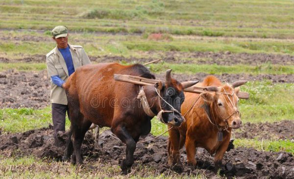 养十头牛一年的利润多少