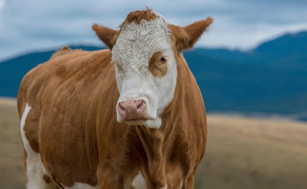 养十头牛一年的利润多少