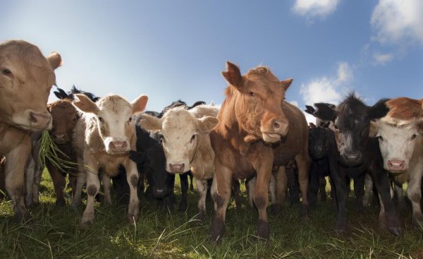 养十头牛一年的利润多少