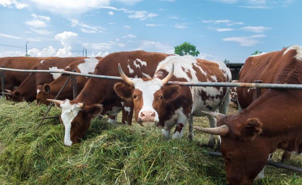 养十头牛一年的利润多少