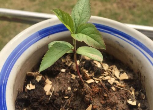 苹果籽怎么发芽快