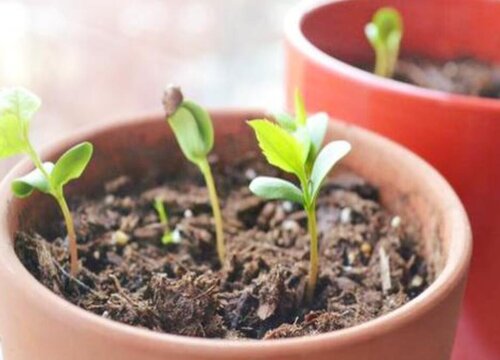 苹果籽怎么发芽快