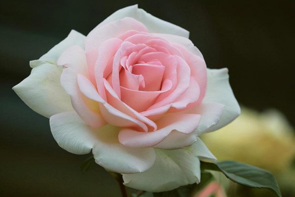 男人爱女人最明显的表现是什么