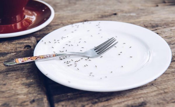 厨房常见虫子图片及处理办法