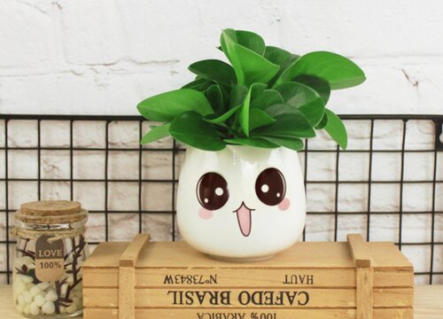 电脑宝贝喜阴还是喜阳光的植物