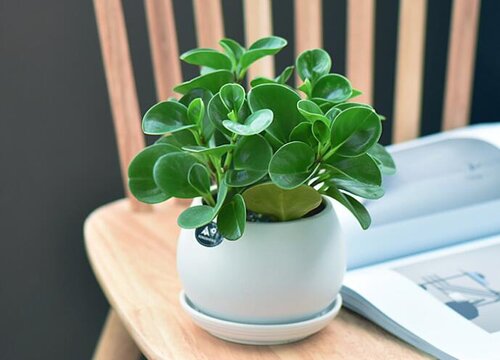 电脑宝贝喜阴还是喜阳光的植物