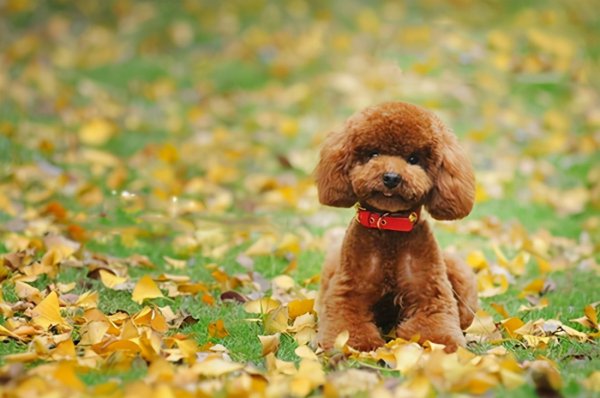 室内养什么宠物最干净