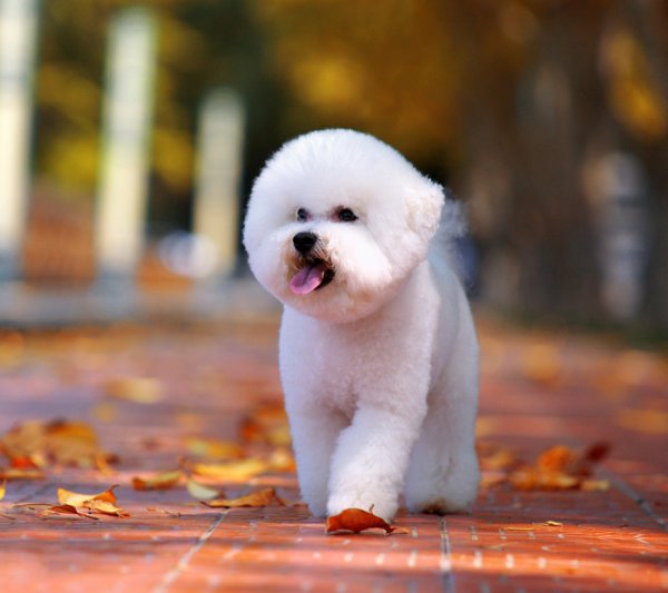 室内养什么宠物最干净