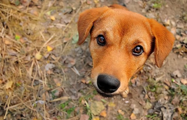 室内养什么宠物最干净