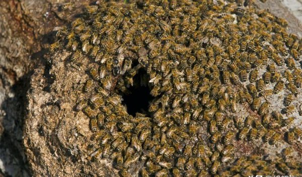 什么气味可以驱赶蜜蜂最有效