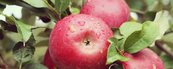 孕妇吃苹果的好处有哪些