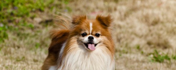 狗怕什么属相的人不能养狗