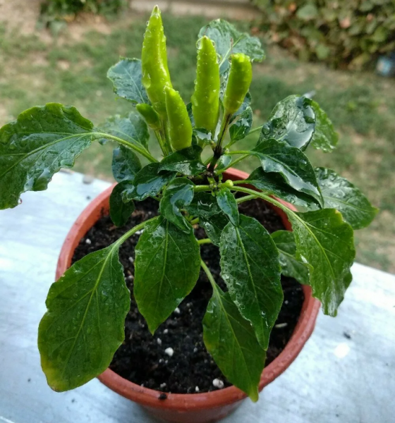 辣椒属于什么科植物