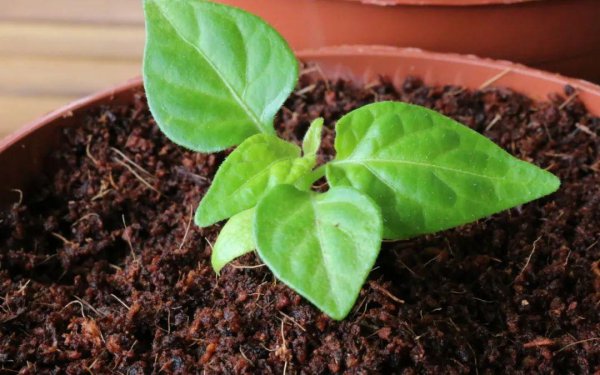 辣椒属于什么科植物