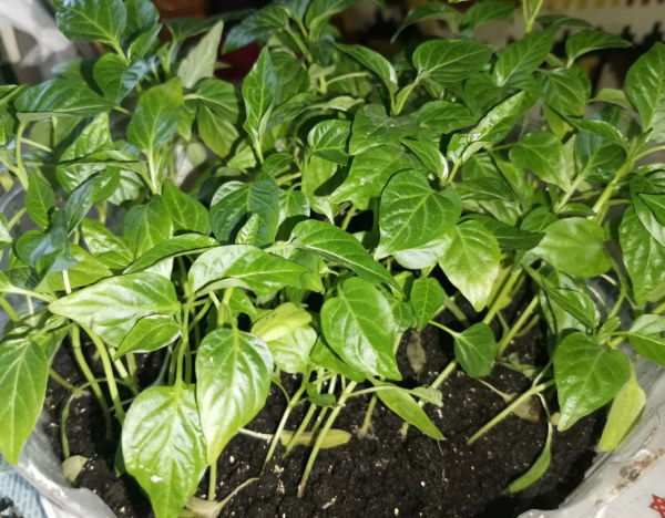 辣椒属于什么科植物