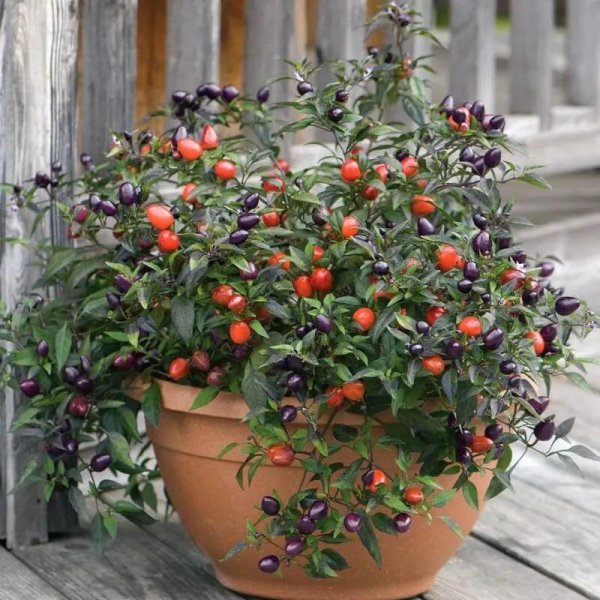 辣椒属于什么科植物