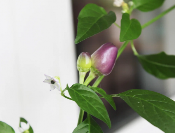 辣椒属于什么科植物