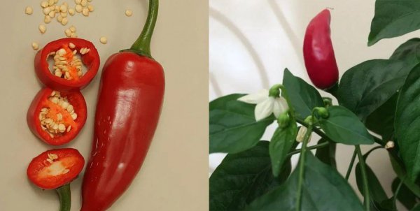 辣椒属于什么科植物