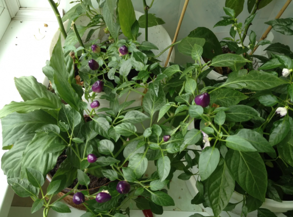 辣椒属于什么科植物