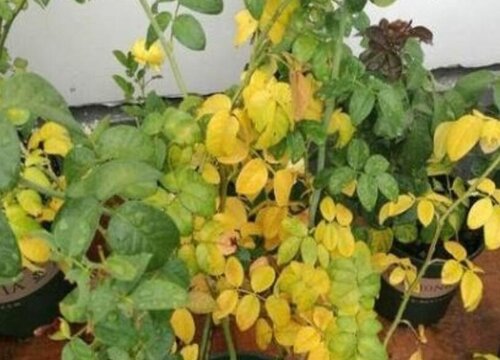 月季病虫害防治方法与技术