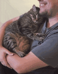 什么猫最好养而且不贵推荐